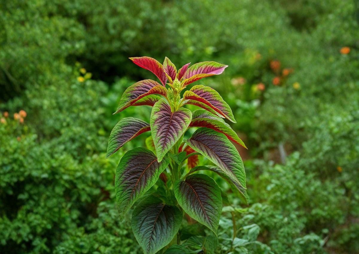 Red Striped Leaf Amaranth Seeds, Ornamental & Edible, Non-GMO, Vibrant Foliage, Amaranthus cruentus