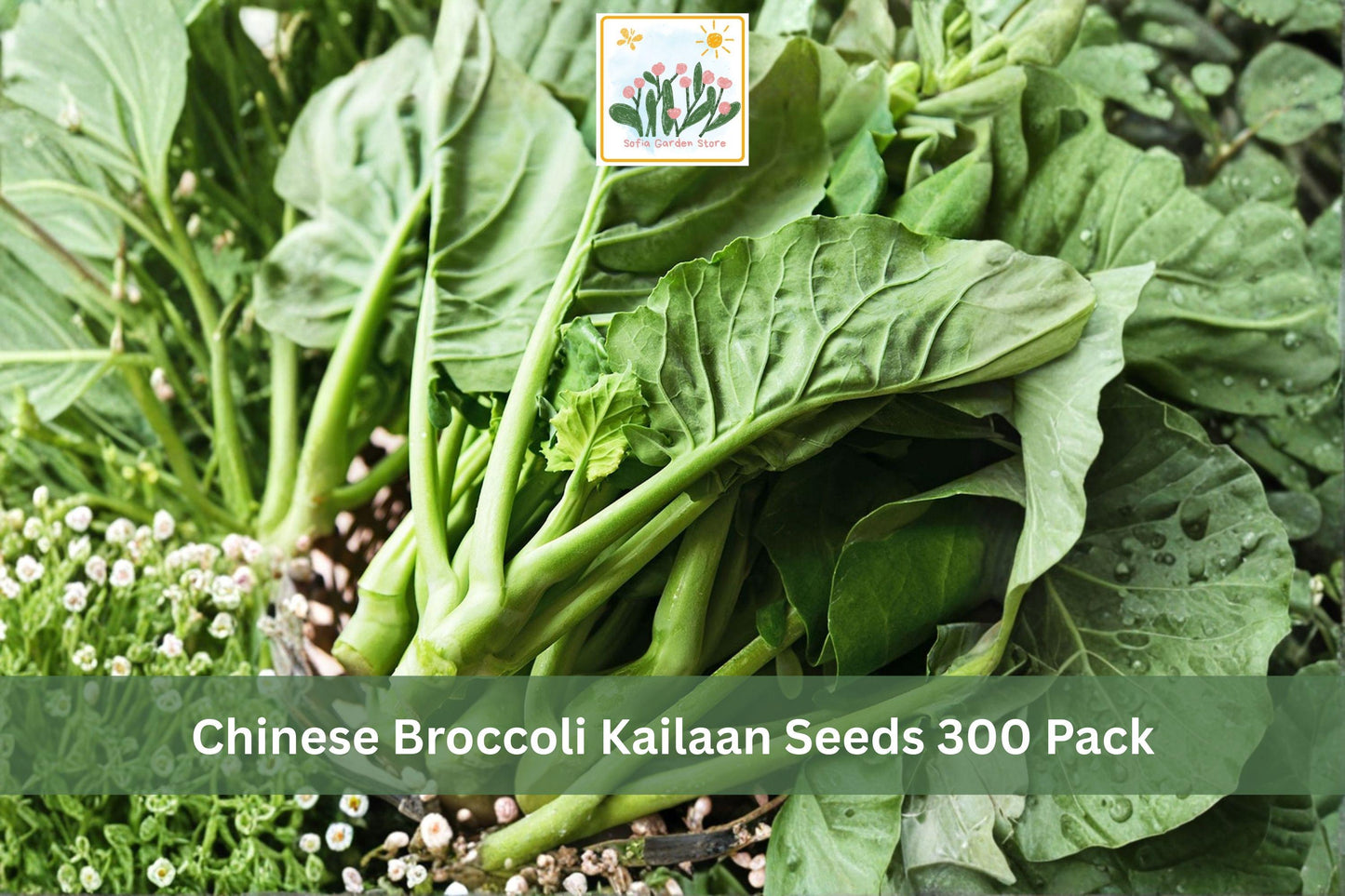 Chinese Broccoli Kailaan Seeds 300 Pack | Brassica oleracea var. alboglabra | Leafy Vegetable for Garden, Raised Bed, Kitchen Garden