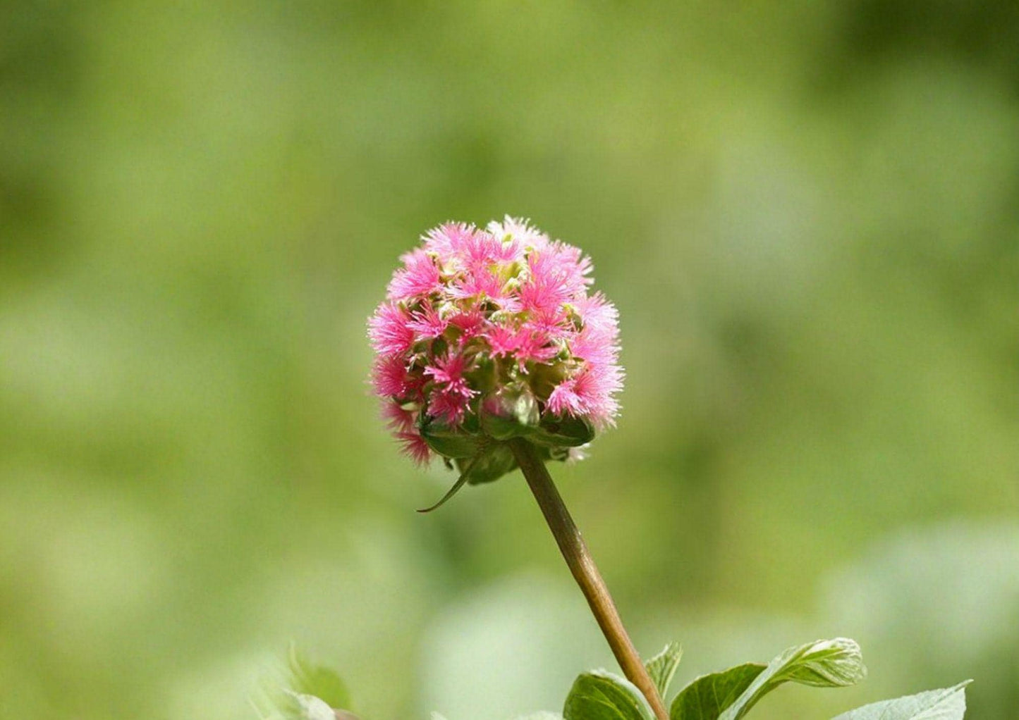 Sanguisorba Minor Salad Burnet Seeds – Hardy Culinary Herb with Cucumber Flavor for Herb Gardens & Edible Landscapes