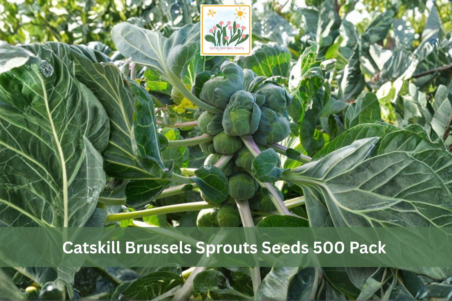 Catskill Brussels Sprouts Seeds 500 Pack – Brassica oleracea var. gemmifera, Heirloom Vegetable Seeds for Backyard Gardens