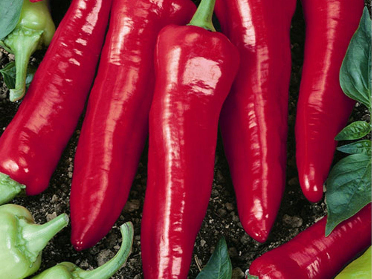 Big Jim Hatch Chili Pepper Seeds – 25 Non-GMO Seeds for Roasting, Stuffing, and Cooking | Capsicum annuum