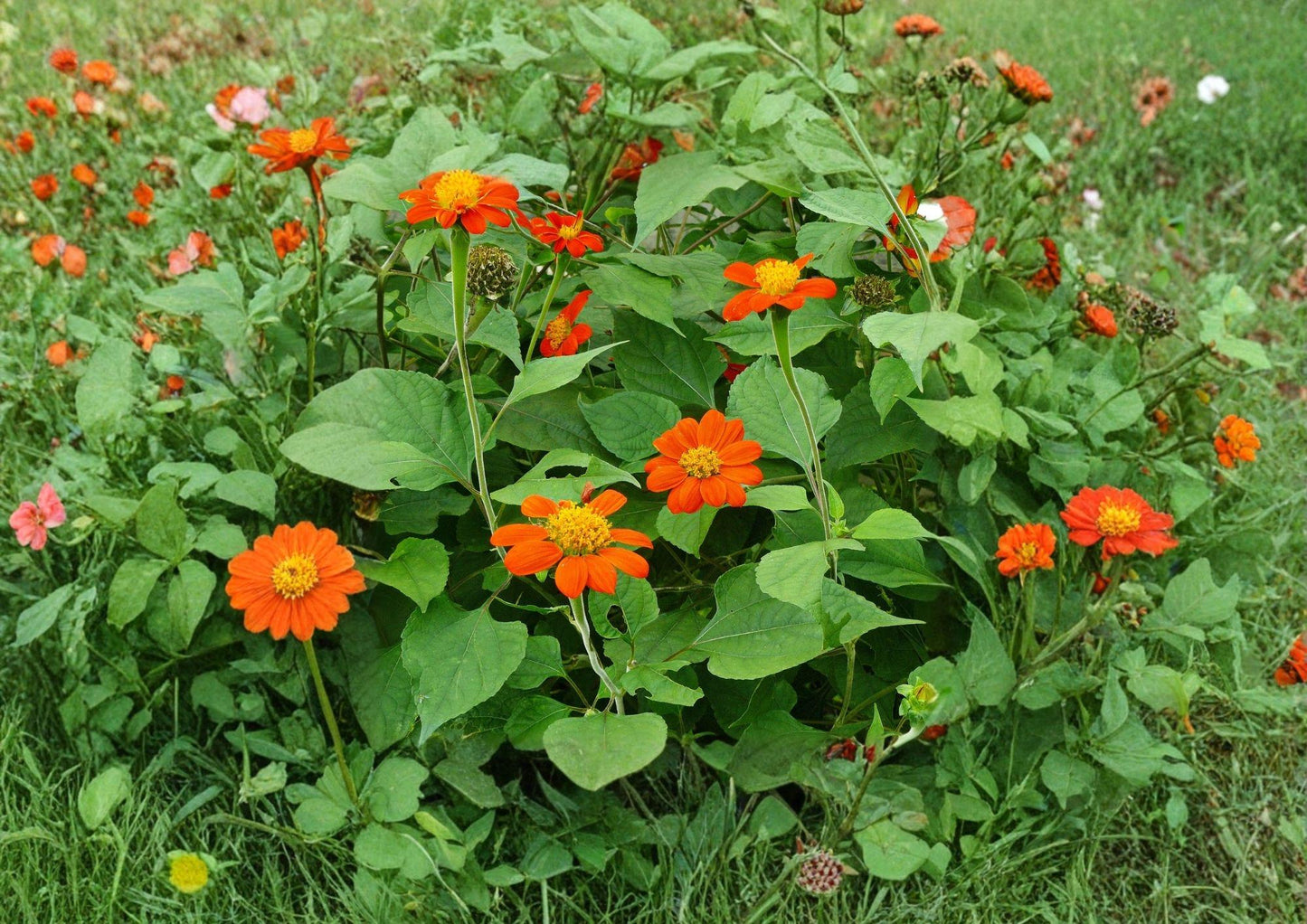 Tithonia Rotundifolia Mexican Sunflower Seeds - Bright Orange, Heat Tolerant, Pollinator Attracting, Summer Annual, 50 Seeds