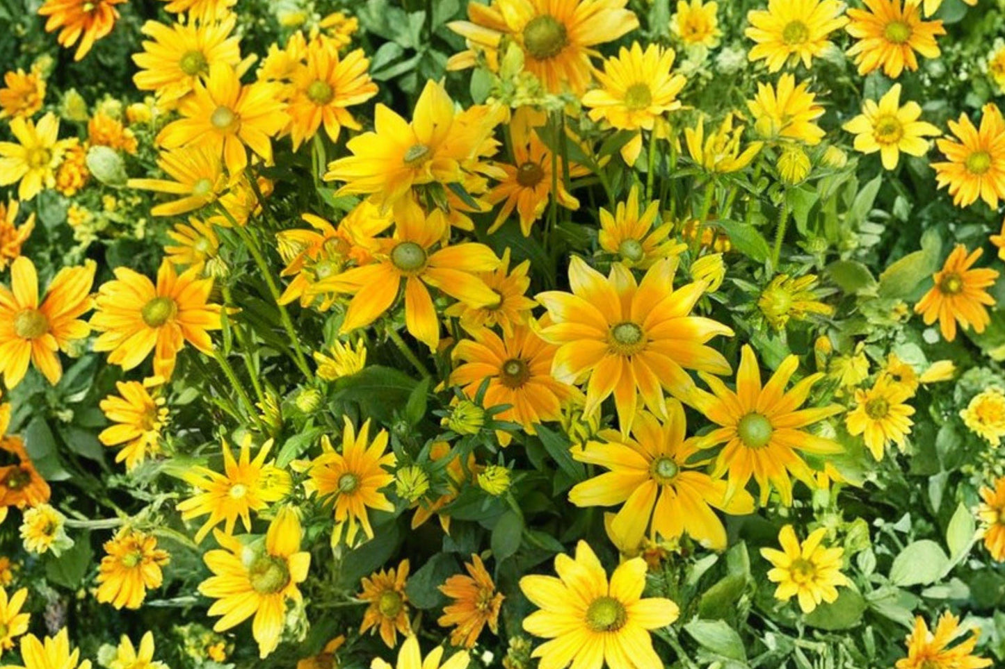 Rudbeckia Hirta Green Eyes Seeds – Black Eyed Susan Wildflower for Garden, Pollinator Attracting, Easy to Grow, 25 Seeds