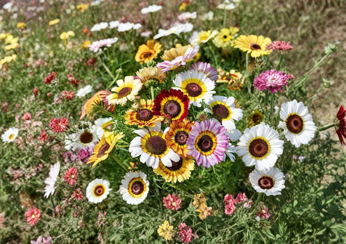 Painted Daisy Seeds | Chrysanthemum carinatum | Colorful Tricolor Wildflower for Gardens & Borders