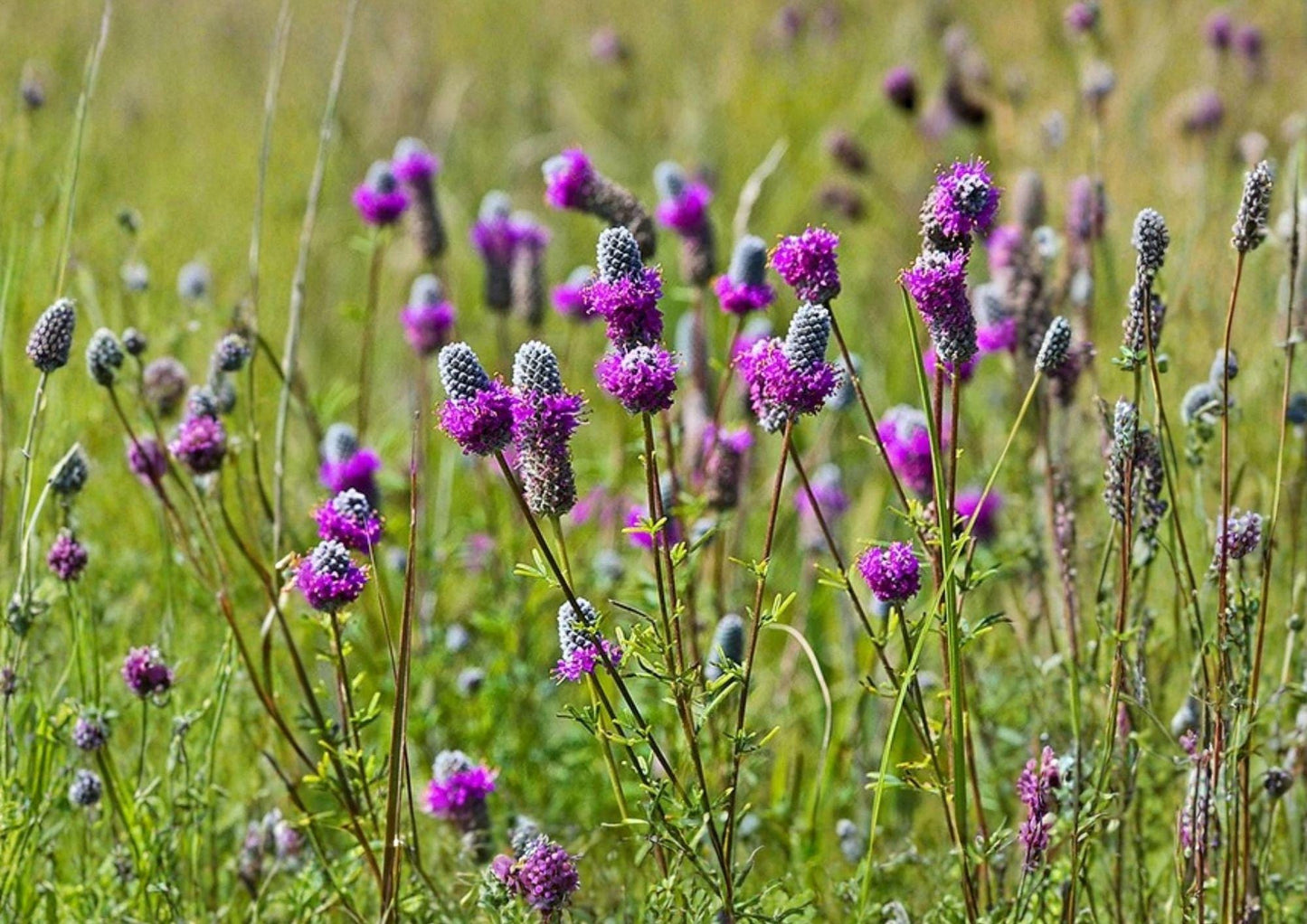 Purple Prairie Clover Seeds | Native Perennial Wildflower for Pollinators & Prairie Gardens | Dalea purpurea, 1000 Seeds