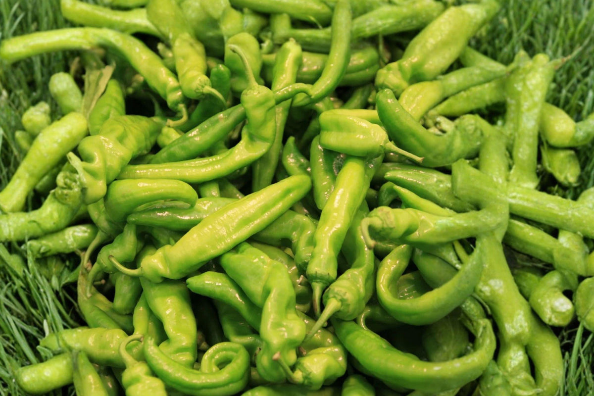 Pepperoncini Italian Sweet Pepper Seeds – Heirloom, Mild, Tangy, Pickling Variety, 25 Seeds