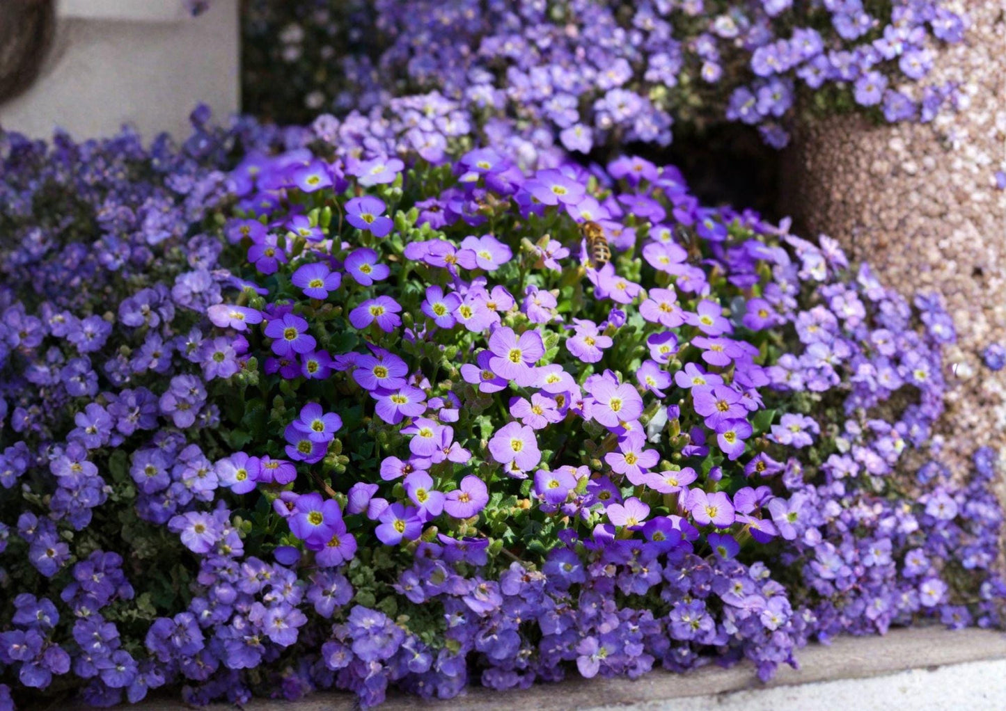 Aubrieta Deltoidea Purple Rockcress Seeds, Perennial Ground Cover with Vibrant Purple Spring Flowers, for Rock Gardens & Borders