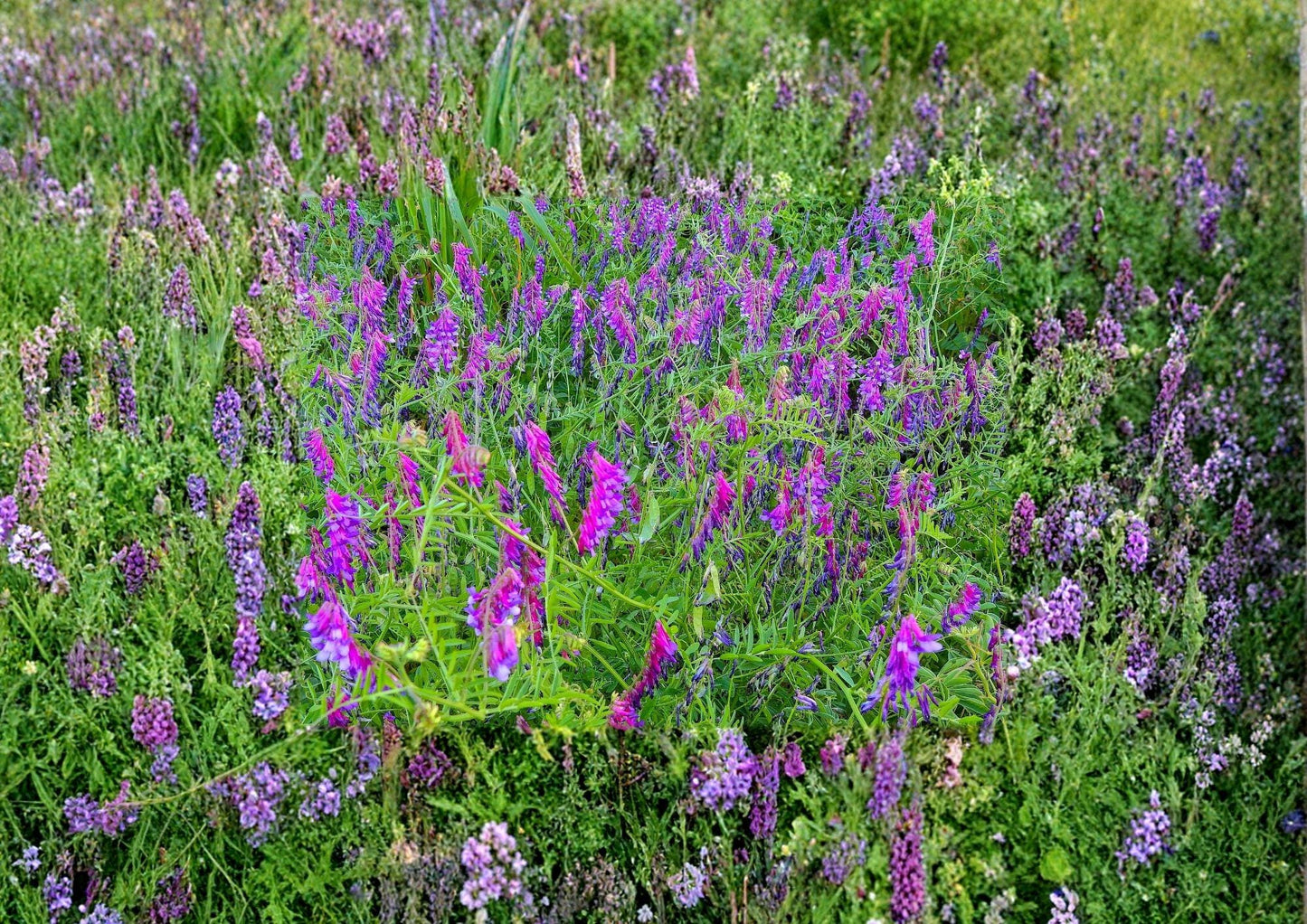 Hairy Vetch Seeds 100 Pack - Nitrogen Fixing Cover Crop for Pollinator Gardens Bees Butterflies Vicia Villosa