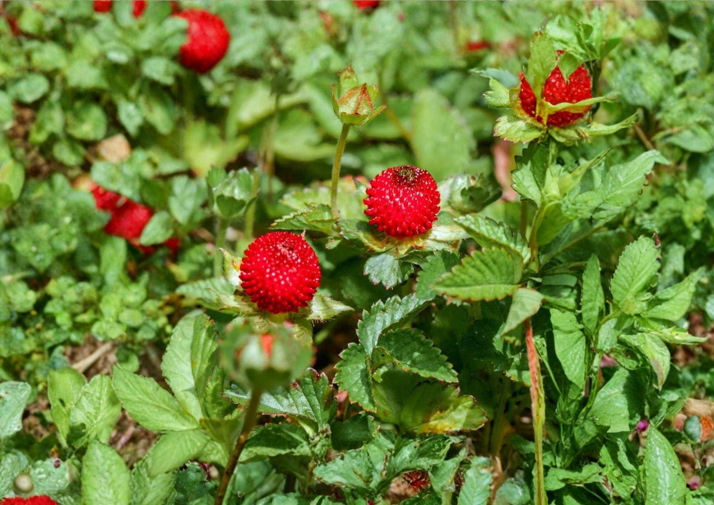 Duchesnea Indica Indian Strawberry Seeds – Groundcover Plant with Red Berries & Yellow Flowers, Hardy Perennial for Gardens & Landscapes