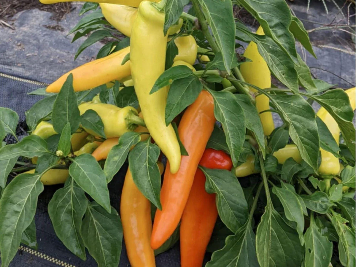 Hungarian Yellow Wax Pepper Seeds – 25 Non-GMO Hot Banana Peppers for Frying, Pickling & Fresh Use (Capsicum annuum)