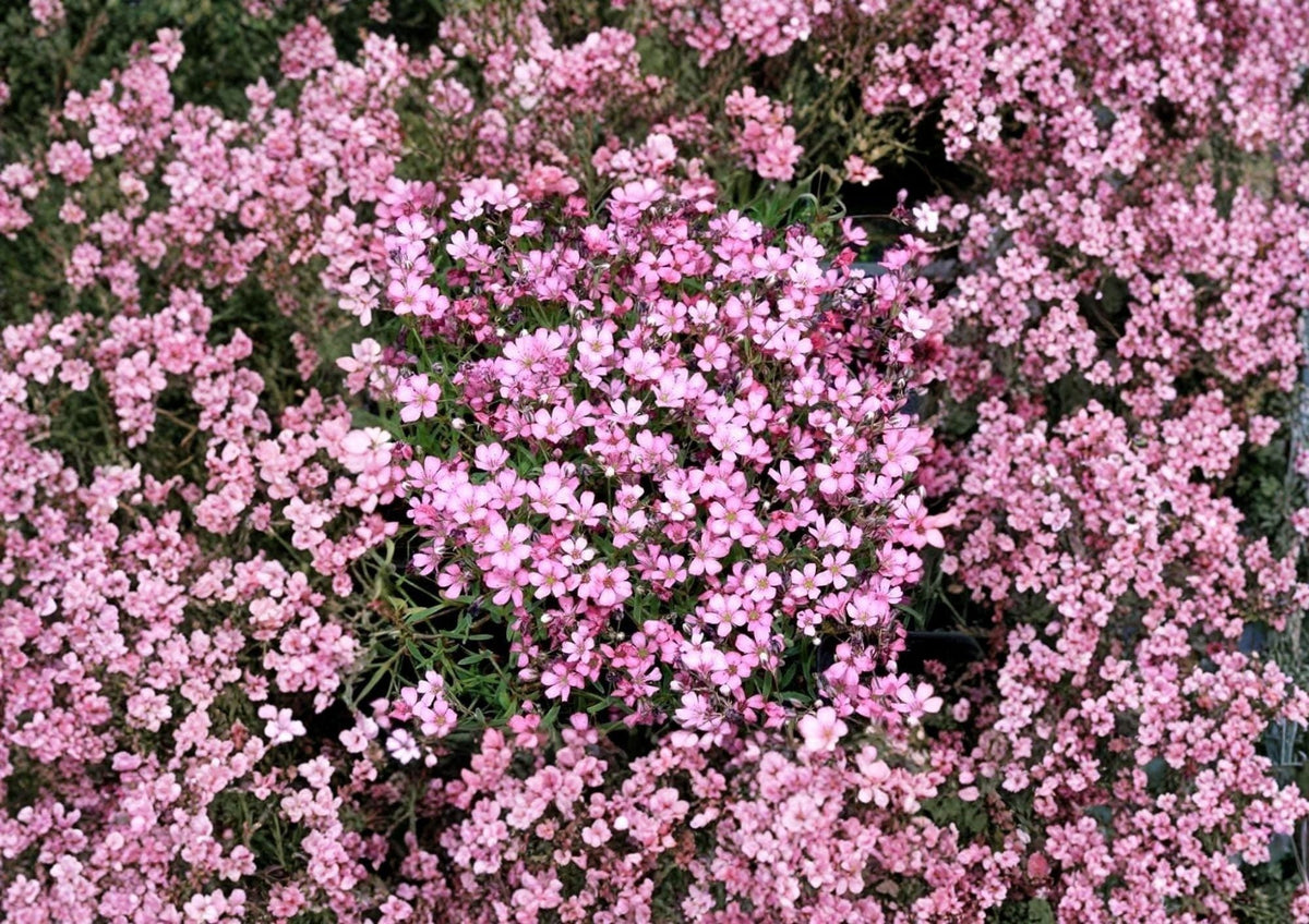 Gypsophila Repens Rose Pink Seeds, Perennial Ground Cover for Rock Gardens, Borders & Cottage Gardens