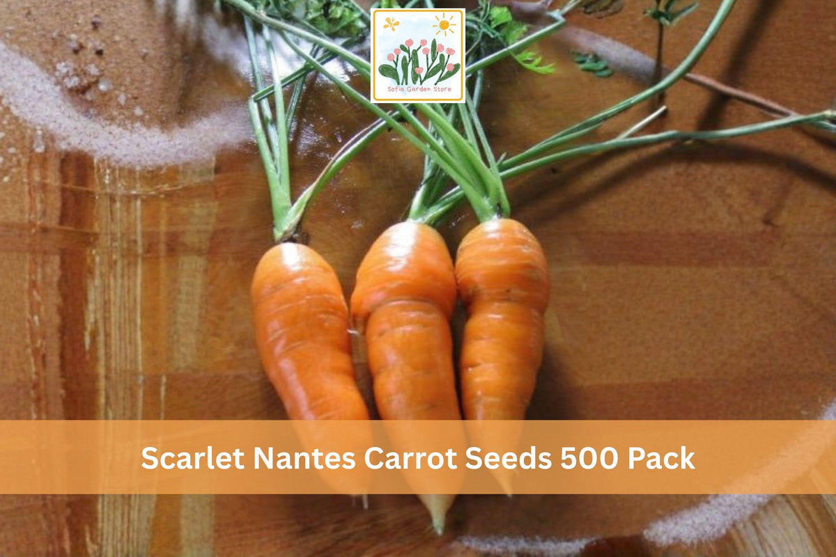 Scarlet Nantes Carrot Seeds 500 Pack – Daucus carota Root Vegetable Seeds for Garden, Heirloom Orange Cylindrical Roots