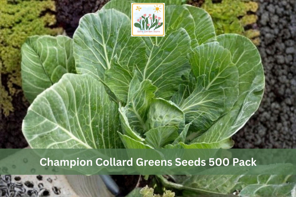 Champion Collard Greens Seeds 500 Pack – Brassica oleracea var. viridis, Leafy Vegetable, Dark Green Leaves, Cool Season Garden Crop