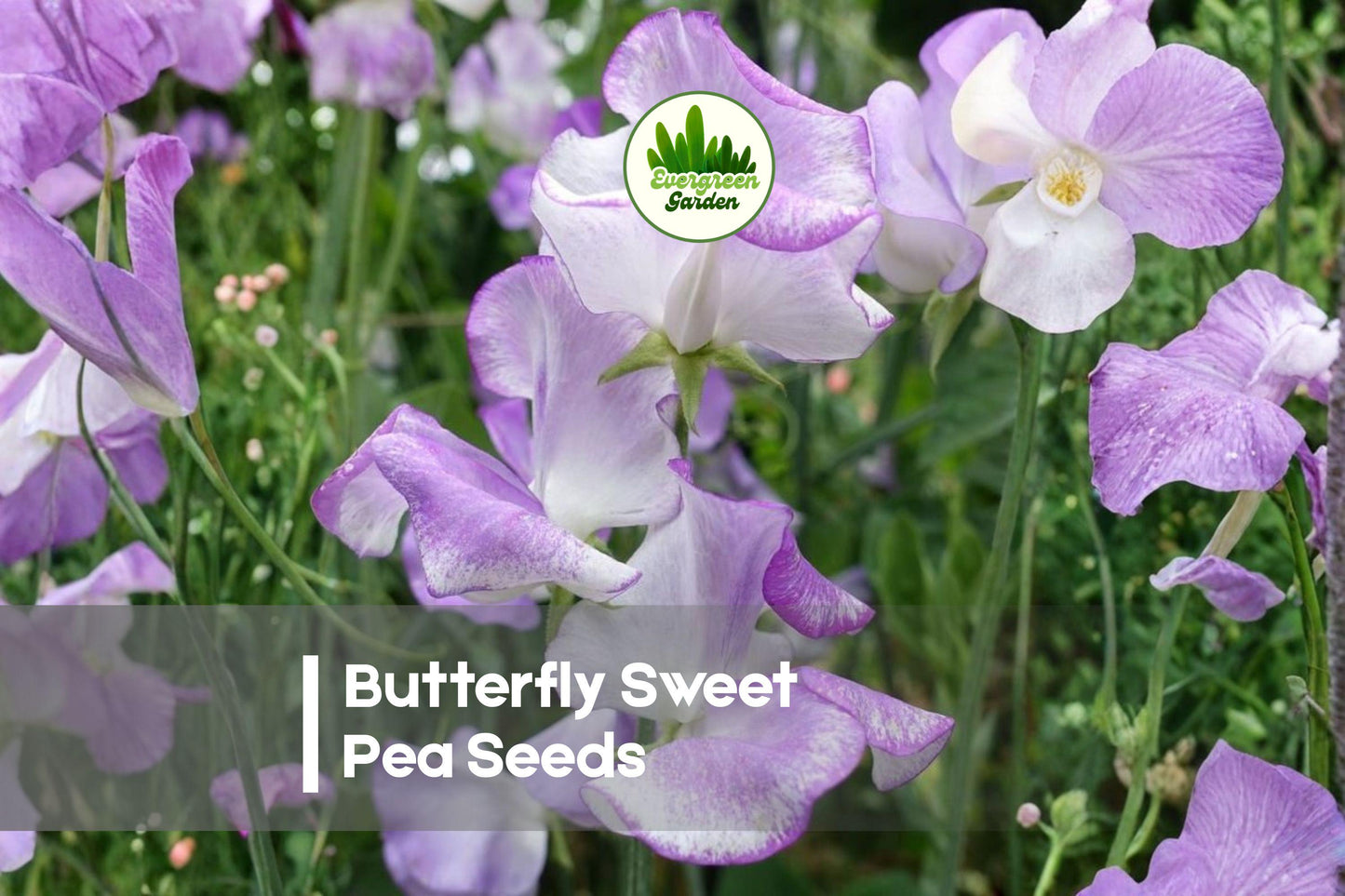 Butterfly Sweet Pea Seeds, Climbing Vine, Pastel Blooms, Lathyrus odoratus, 50 Seeds for Garden, Trellis & Cut Flowers