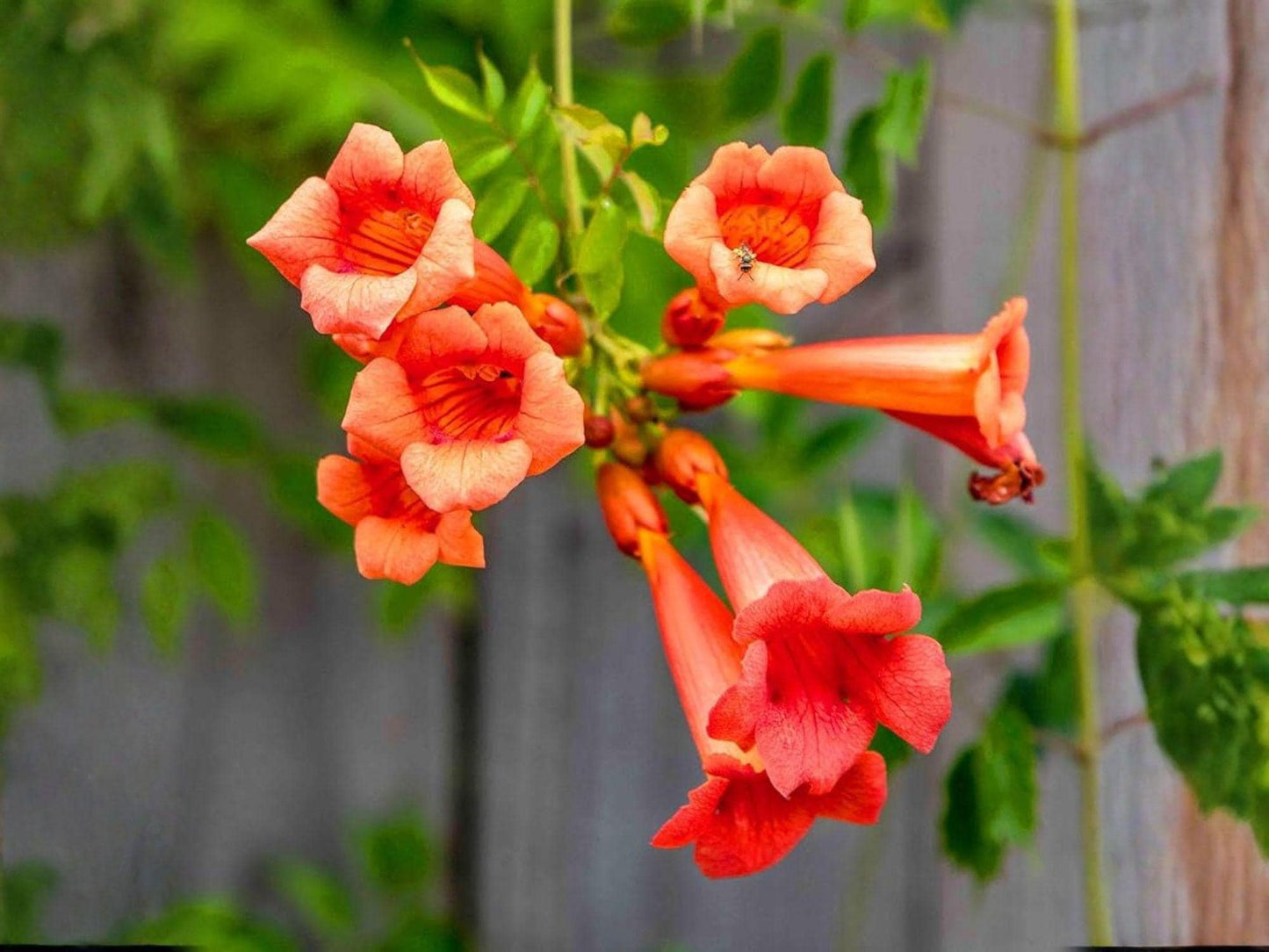 Campsis radicans Seeds – Heirloom Trumpet Creeper Vine, Climbing Flower Garden Seeds for Vertical Landscaping