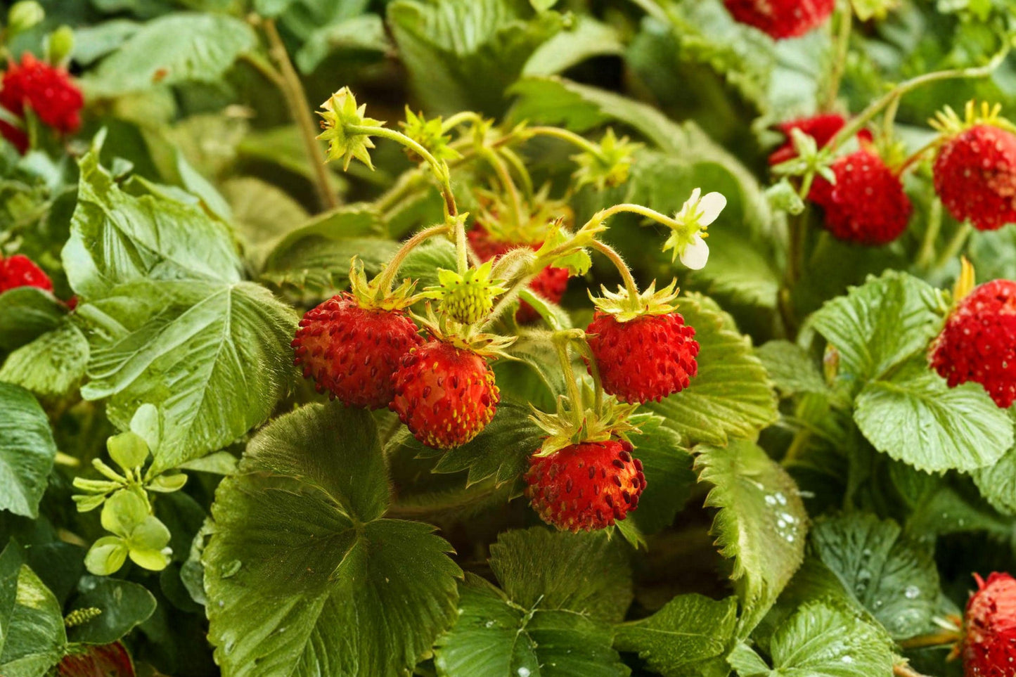Wild Strawberry Seeds – Alpine Ground Cover Plant, Fragaria vesca, Edible Perennial with White Flowers, 200 Seeds