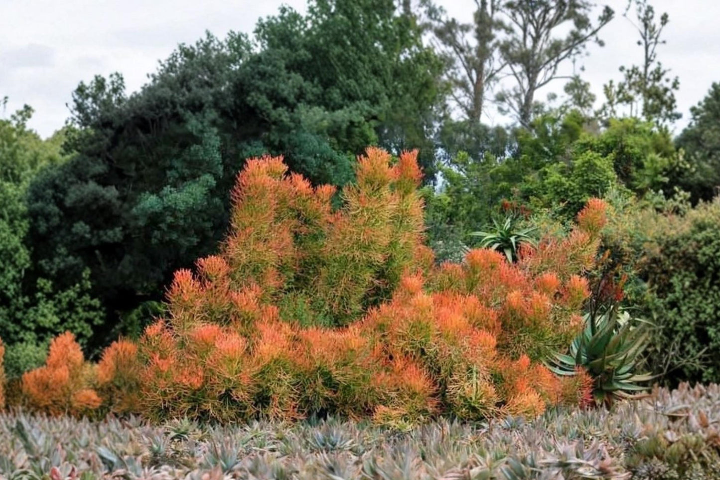 Fire Stick Pencil Cactus Cuttings - Euphorbia tirucalli Succulent Plant, Drought Tolerant, Ornamental, 5"
