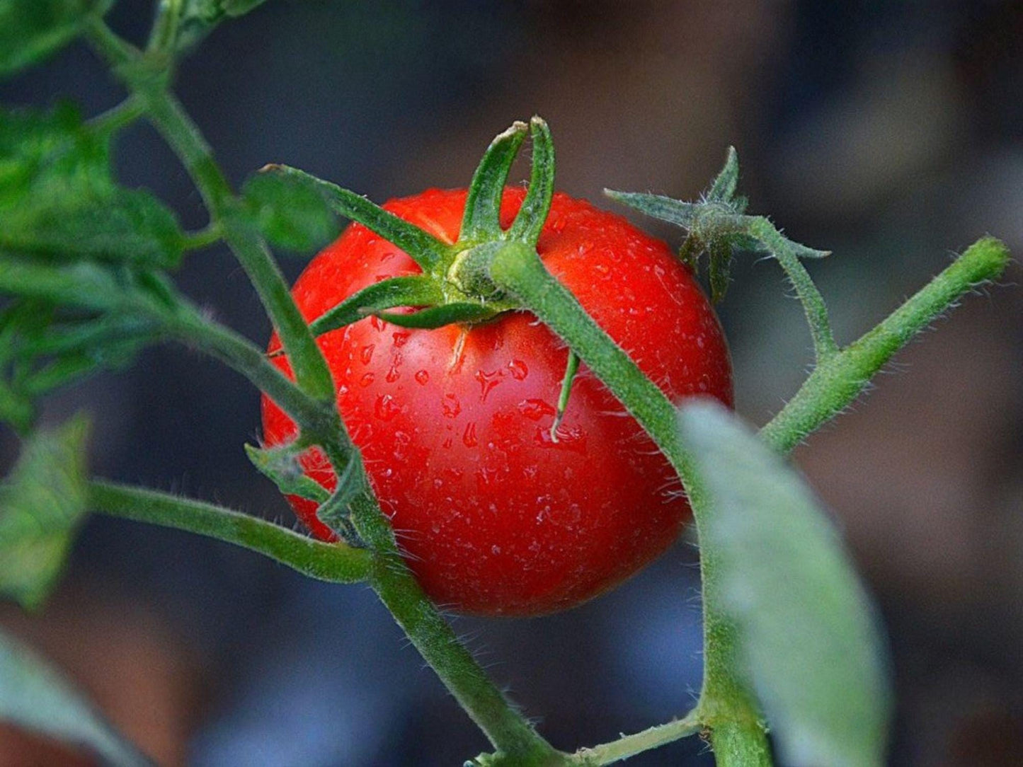 Floradel Tomato Seeds – Heirloom Heat-Tolerant Red Vegetable Seeds – Solanum lycopersicum