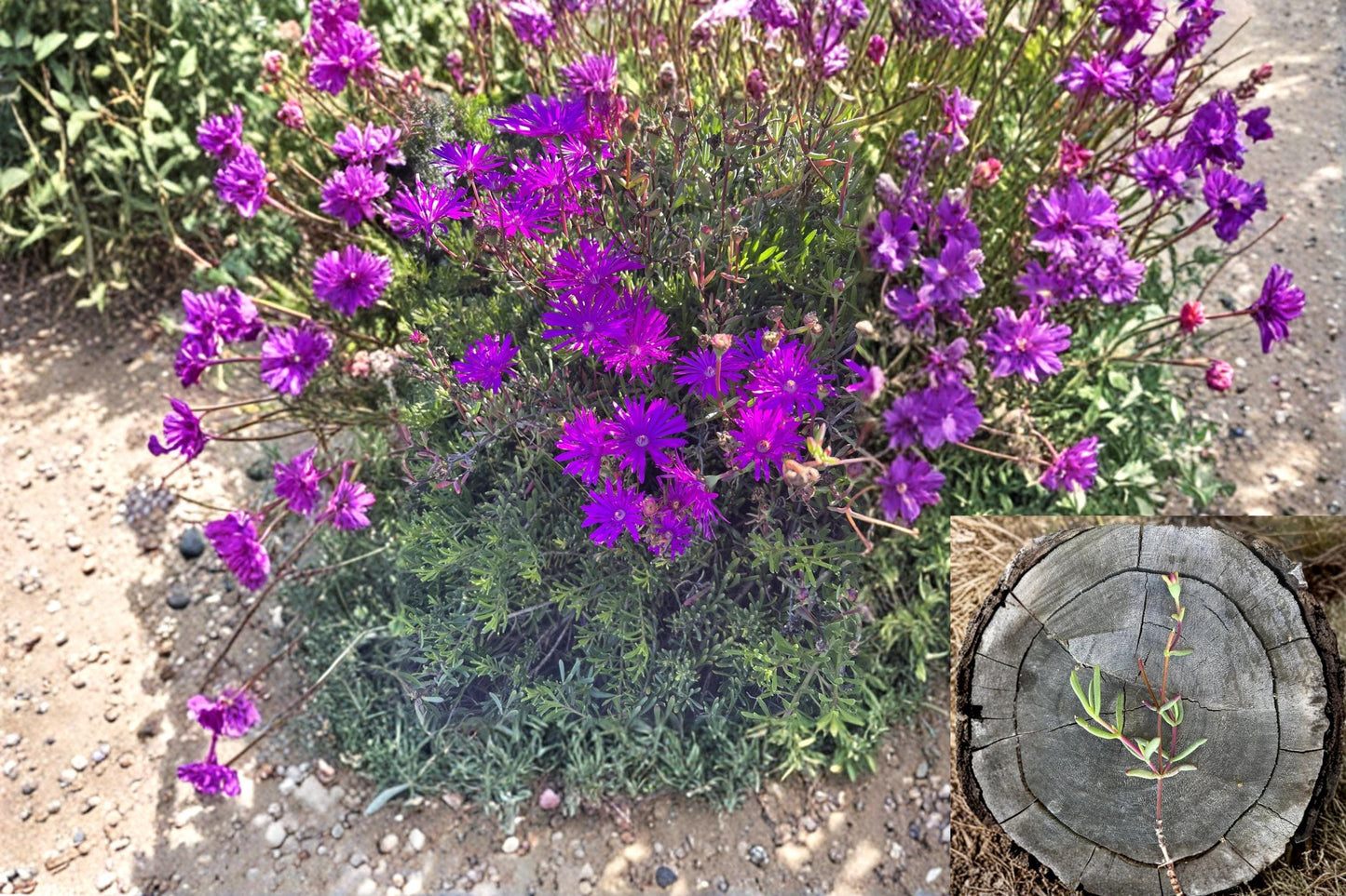 Creeping Ice Plant Cuttings – Purple Pink Succulent Ground Cover – Delosperma spp. Drought-Tolerant Perennial