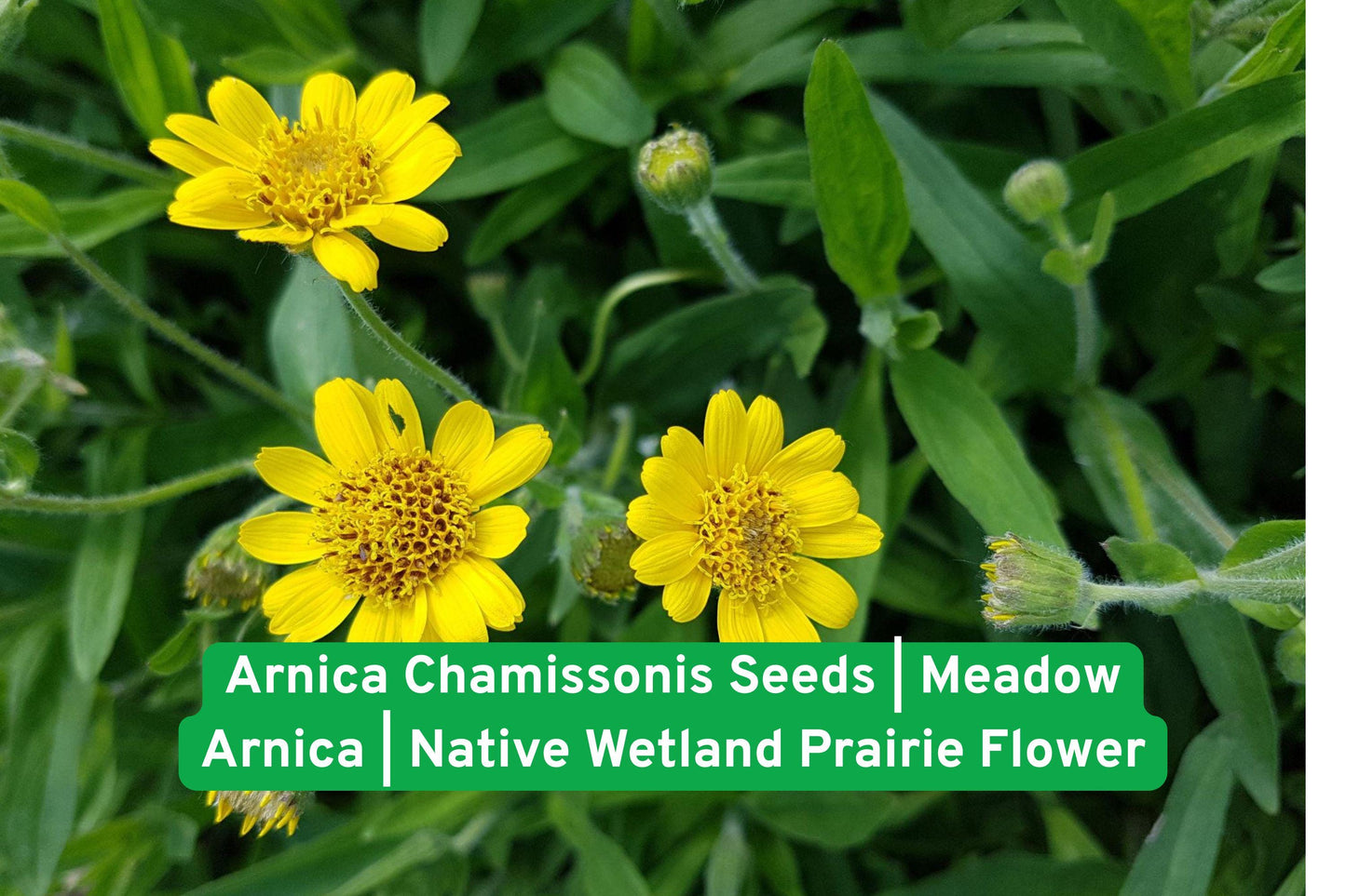 Arnica Chamissonis Seeds | Meadow Arnica Wildflower Seeds for Wetlands & Prairie Gardens | Native North American Perennial Plant