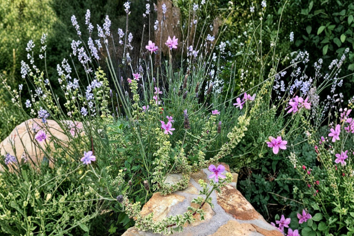 Variegated Geranium Cuttings 6" Pelargonium Ornamental Plant, Decorative Foliage, Container Garden, Perennial