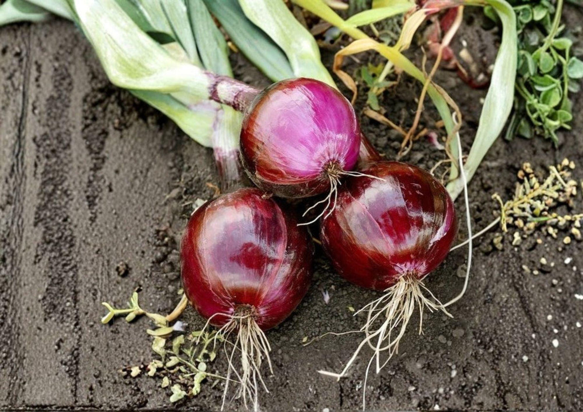 Red Grano Onion Seeds – Heirloom Short-Day Vegetable Seeds for Sweet Red Bulbs, Garden Growing, 50 Premium Seeds