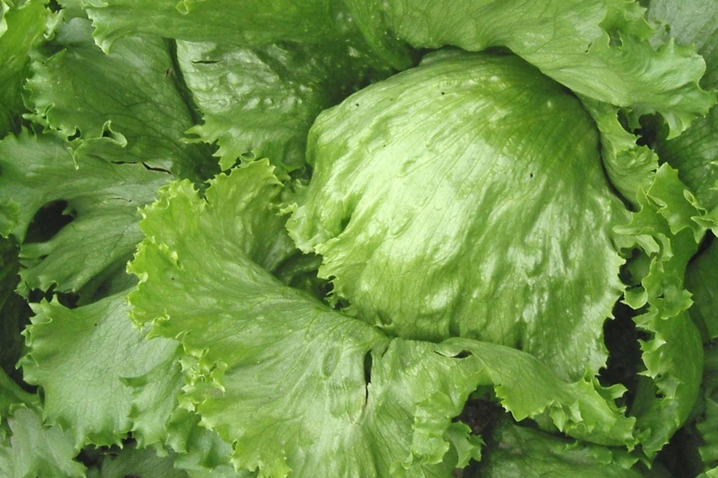 Iceberg Batavian Lettuce Seeds – Non-GMO, Crisp Leafy Vegetable for Salads, Cool-Season Garden Crop, Lactuca sativa (1200+ Seeds)