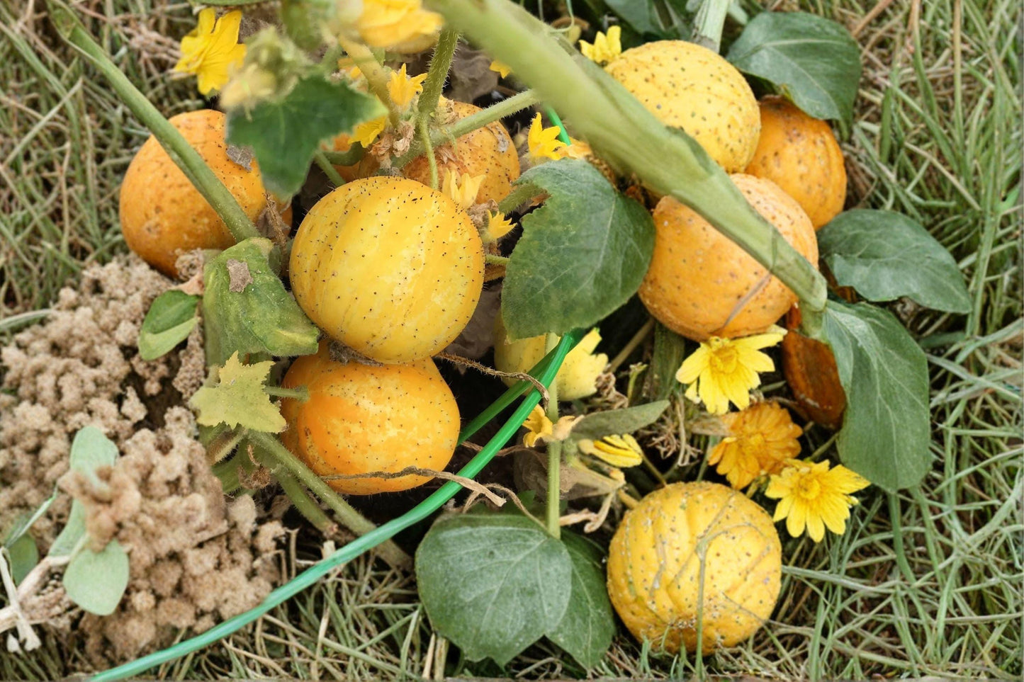 Lemon Cucumber Seeds – Heirloom Non-GMO Pickling Variety – Sweet Round Yellow Fruits – Cucumis sativus