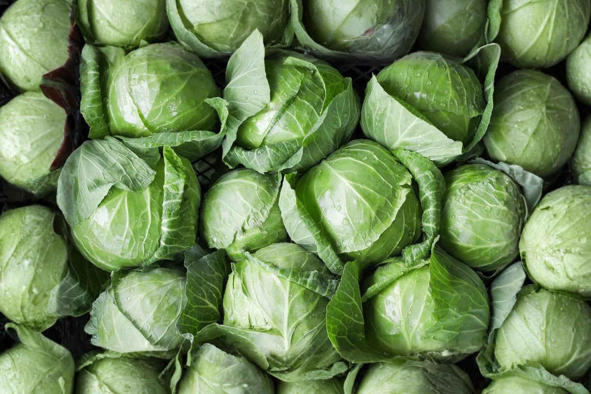 Danish Ballhead Cabbage Seeds – Heirloom Round Green Variety for Storage, Crisp Heads, Open Pollinated, 500 Seeds