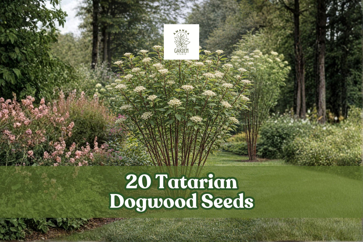 20 Tatarian Dogwood Seeds – Cornus alba Deciduous Shrub with Red Winter Stems, Green Foliage, Landscape Planting