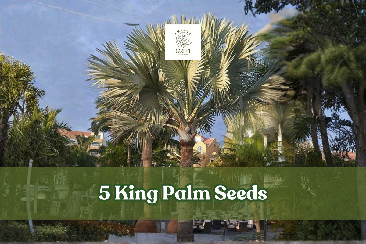 5 King Palm Seeds – Archontophoenix spp. Tropical Palm Tree for Outdoor or Container Planting