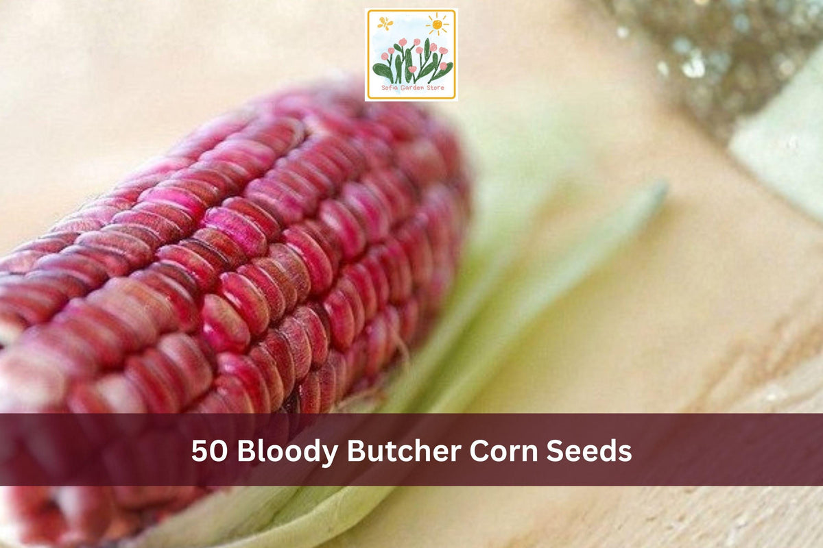 Bloody Butcher Corn Seeds – 50 Heirloom Red Dent Zea mays Grain for Garden, Homestead, Grain Growing
