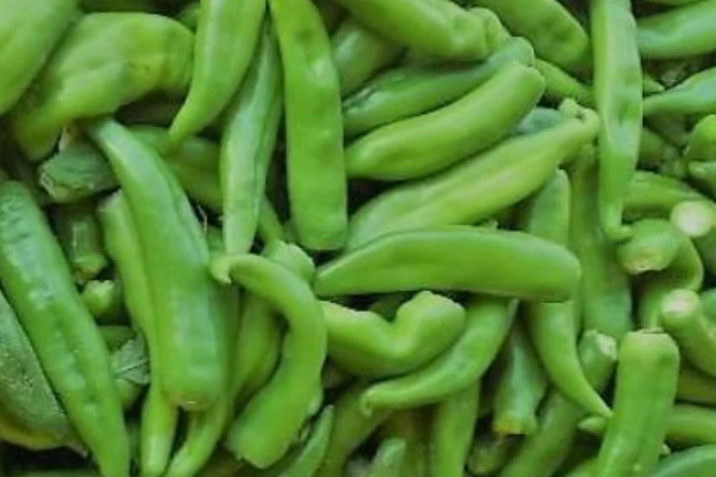 Hatch Rattlesnake Pepper Seeds – Heirloom Capsicum annuum, Hot Southwestern Chili, High Yield, Green to Red