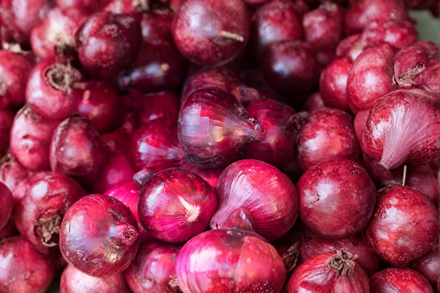 Southport Red Globe Onion Seeds – Heirloom Long Day Red Onion Variety for Garden, Bulbs, Open Pollinated, Fresh Use