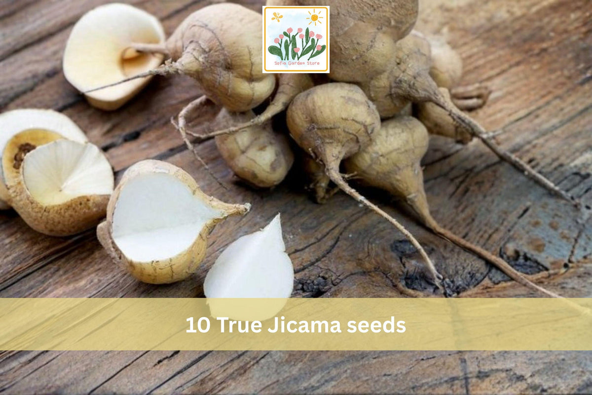 True Jicama Seeds – 10 Pachyrhizus erosus Root Vegetable Seeds for Garden, Tuber, Edible Underground Root, Warm-Season Crop