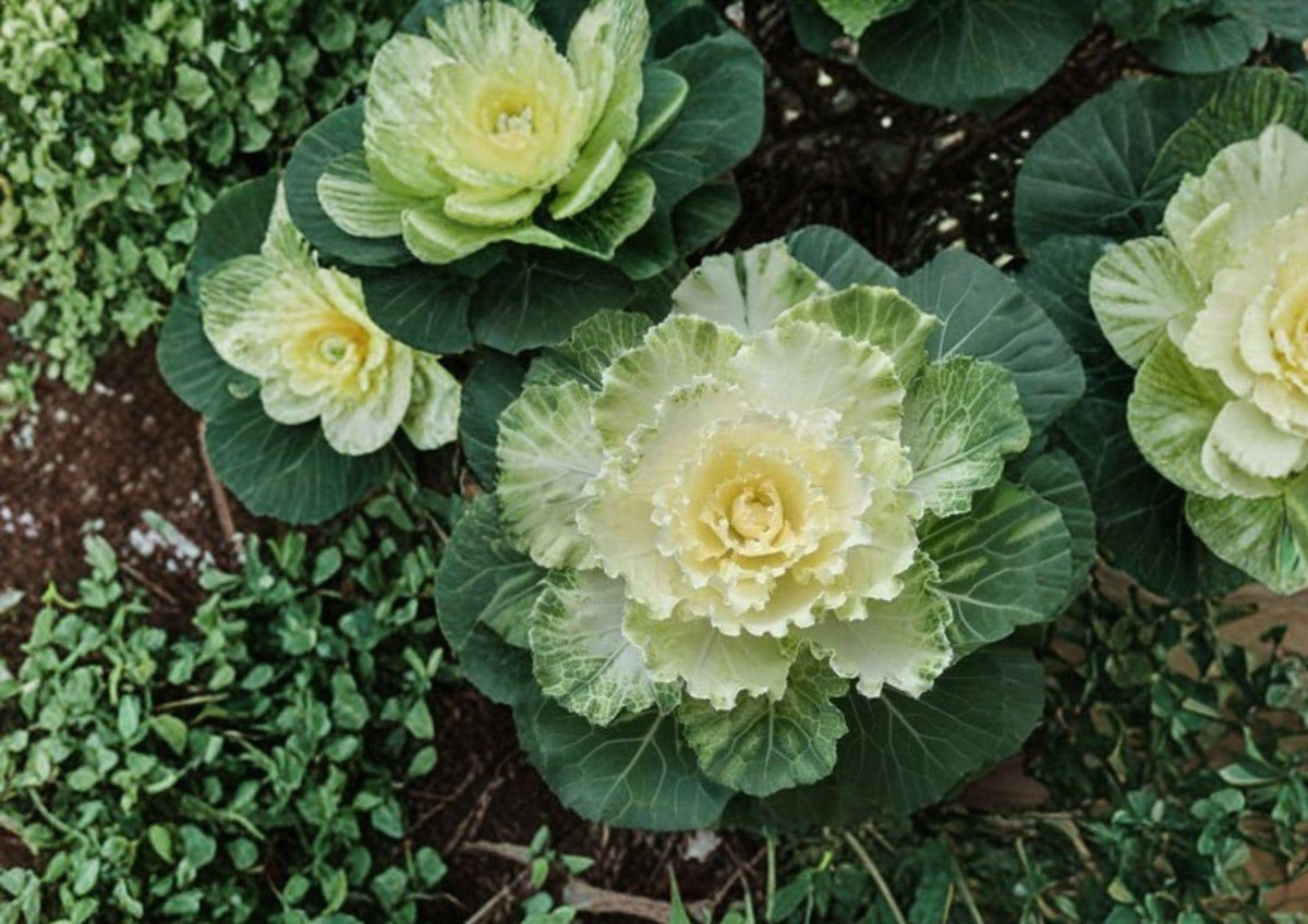 Ornamental Kale Seeds 25 Non-GMO Decorative Foliage Plant for Fall Winter Gardens - Brassica oleracea