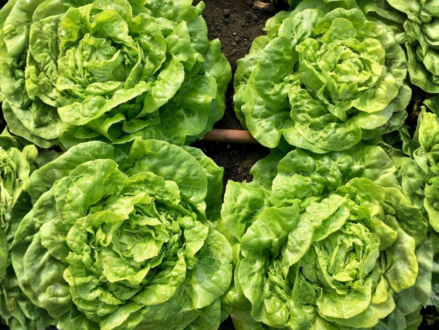 Tom Thumb Lettuce Seeds, Compact Butterhead Lettuce, Light Green, Lactuca sativa, 1000 Seeds