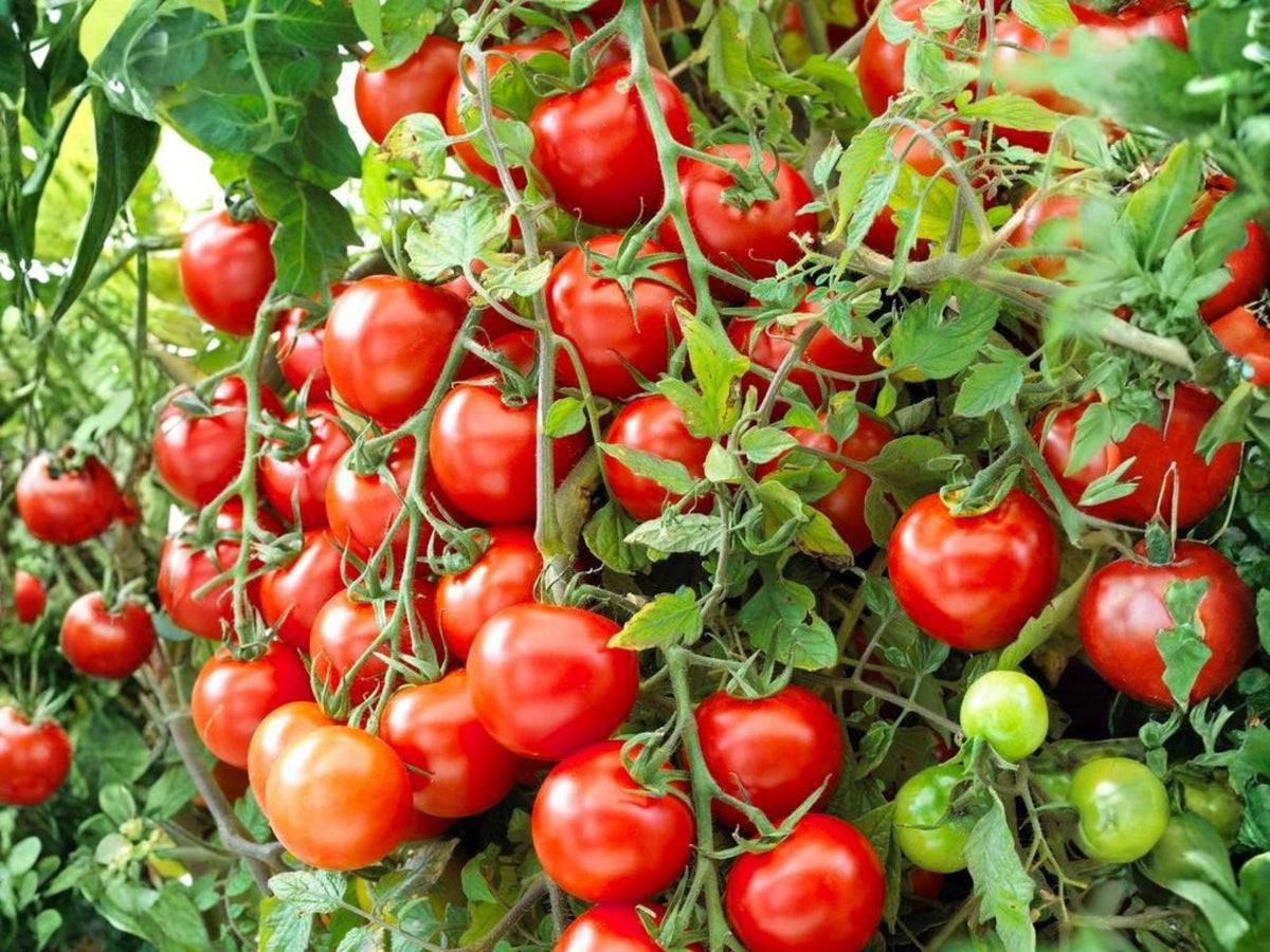VR Moscow Heirloom Tomato Seeds – Cold Hardy Red Indeterminate Variety, 30 Seeds for Cooler Climates, Slicing & Salad Tomatoes