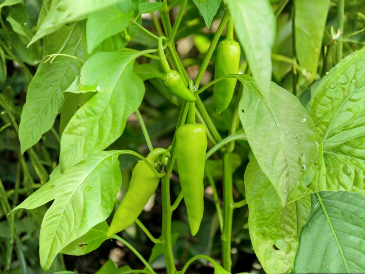 Sonora Mild Hot Pepper Seeds – 25 Heirloom Chili Garden Seeds for Roasting, Stuffing, and Salsas