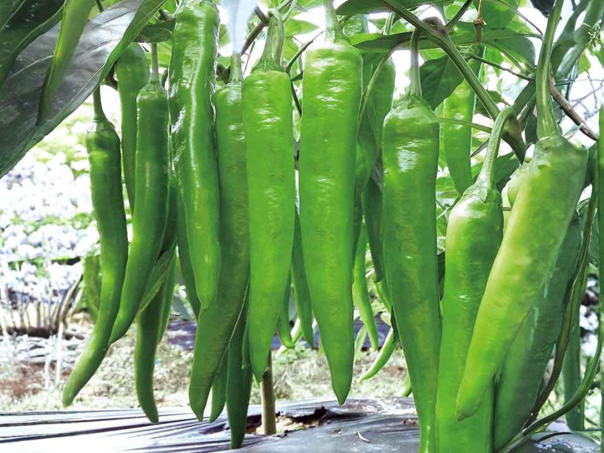 Barker Hot Pepper Seeds – 25 New Mexico Chili Garden Seeds for Roasting, Stuffing, Grilling, Southwest Cuisine, Medium Heat