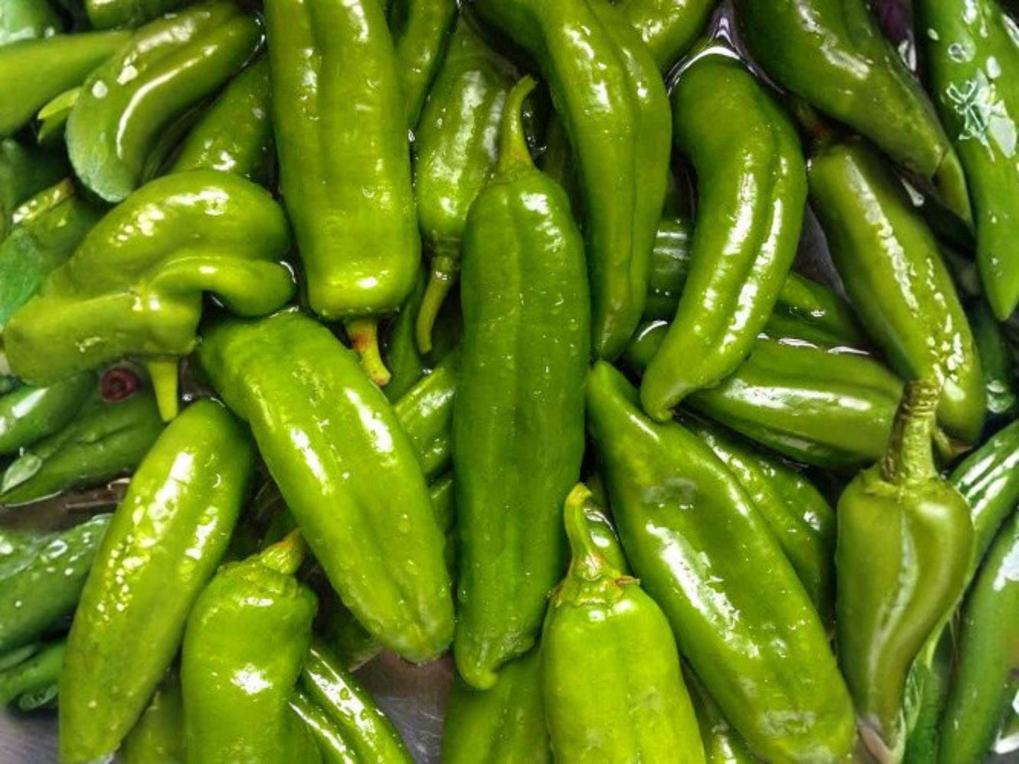 Sandia Hot Pepper Seeds – 25 New Mexico Red Chile Garden Seeds, Long Green to Red Pods, Medium to Hot Heat, Southwest Cuisine