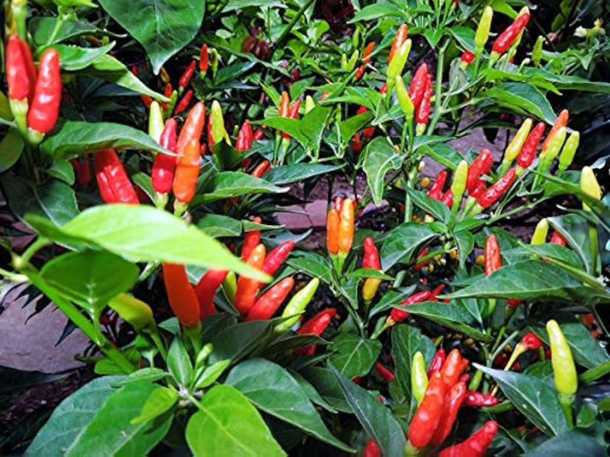Tabasco Hot Pepper Seeds – 25 Capsicum frutescens Chili Seeds for Hot Sauce, Spicy Cooking, Container Gardening