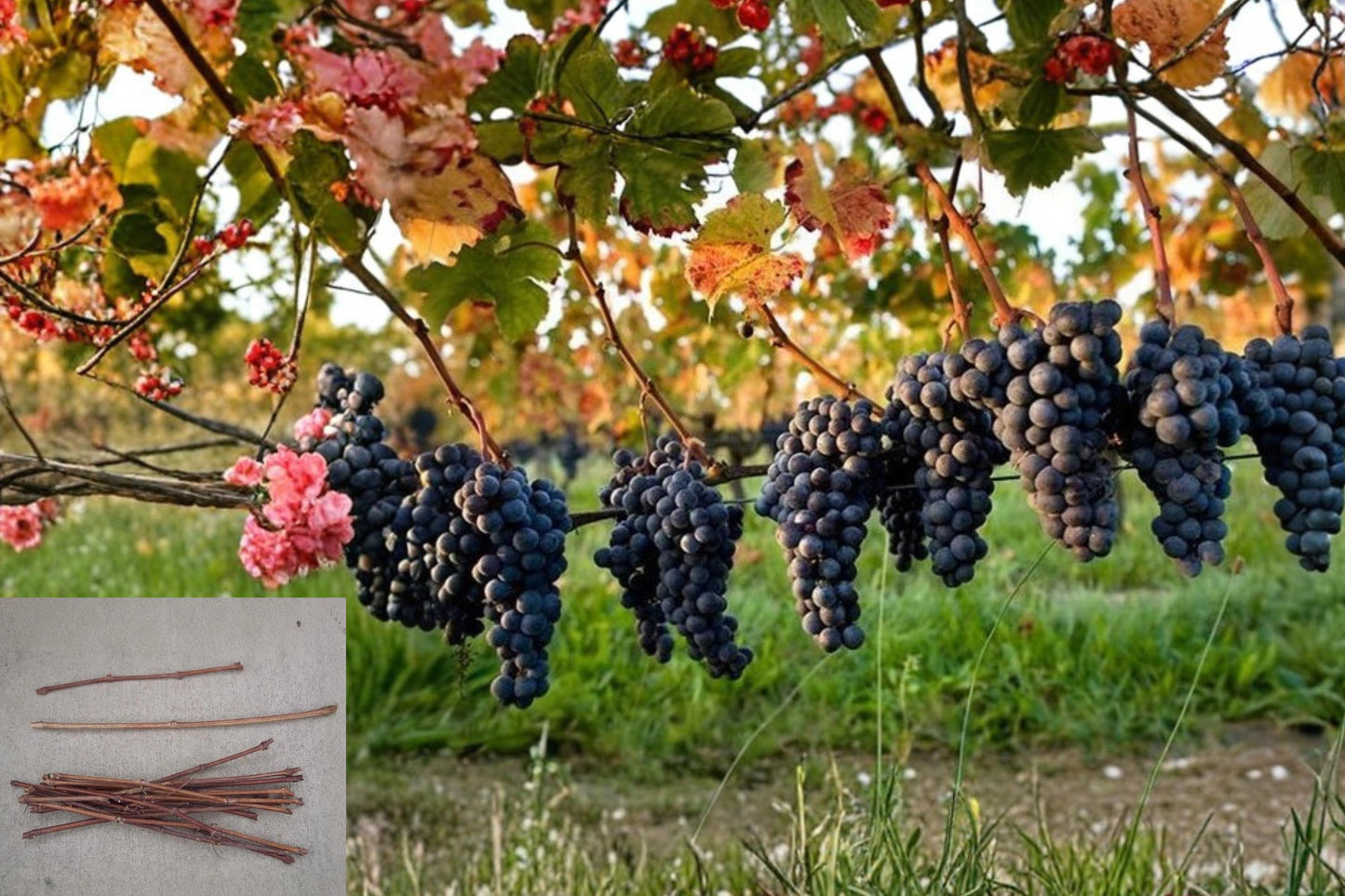 Assorted Grape Vine Cuttings 45 Unrooted Vitis spp. Climbing Plants for Garden, Vineyard, Trellis
