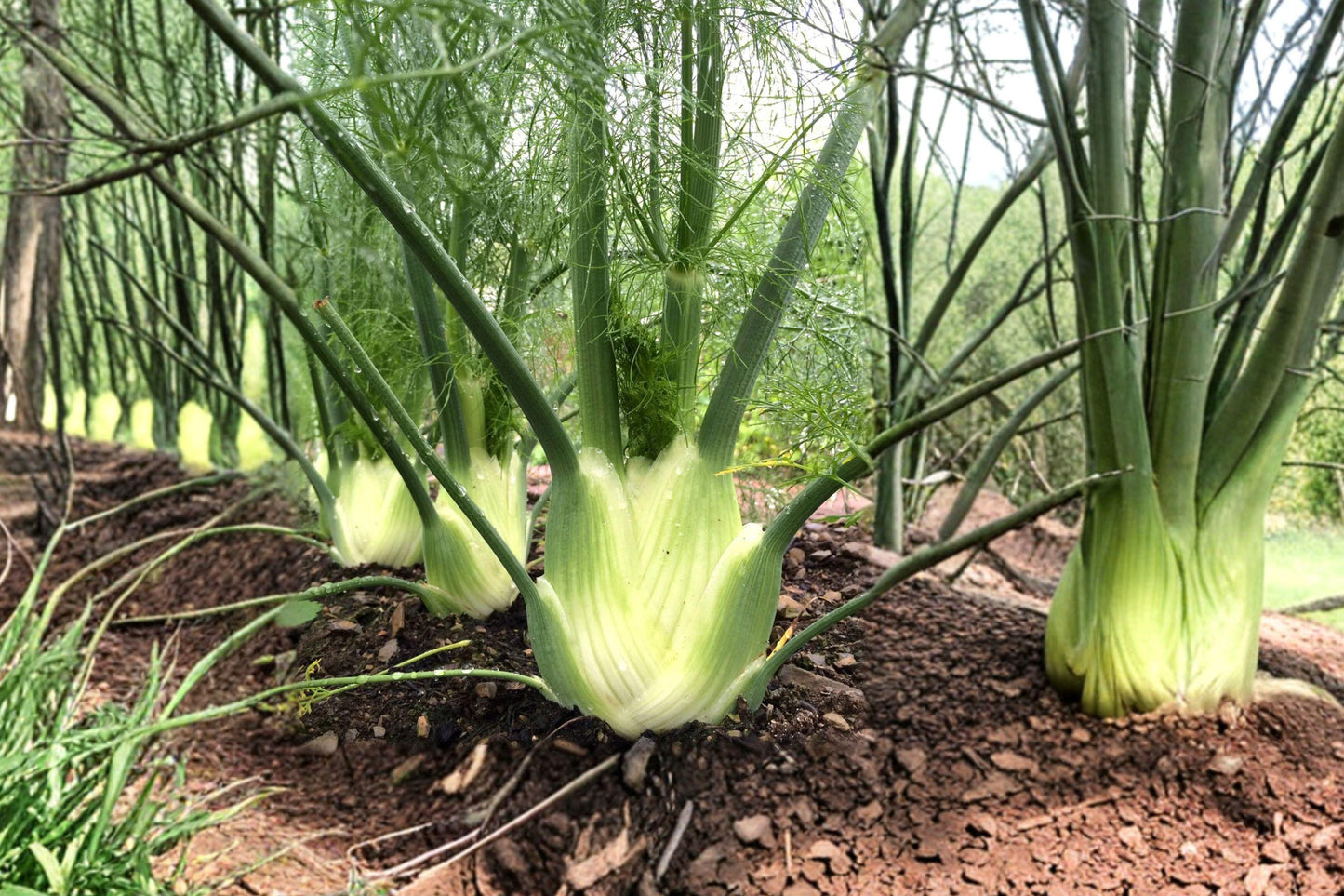 Florence Fennel Seeds, Heirloom Culinary Herb, Foeniculum Vulgare, 200+ Seeds for Garden, Bulb and Leaf, Anise Flavor