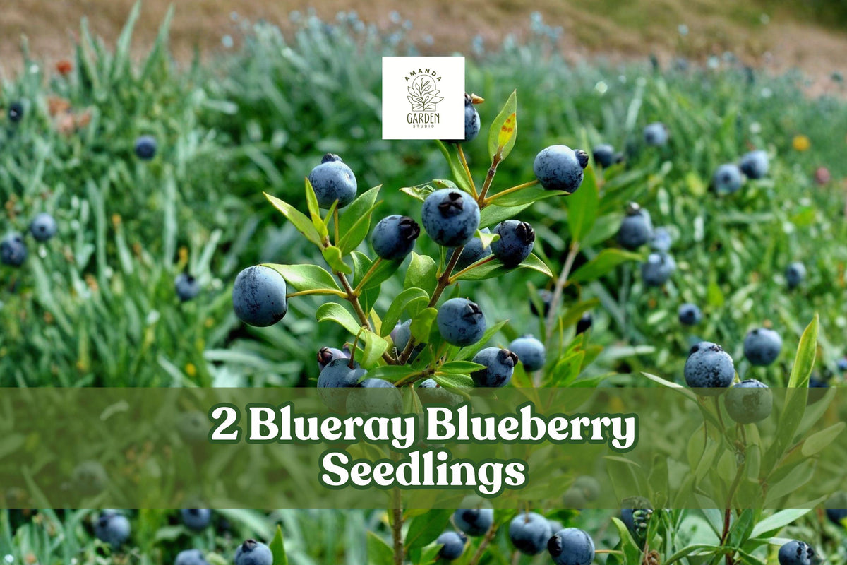 Blueberry Seedlings – 2 Blueray Vaccinium corymbosum Fruit Bushes for Garden, Berry Patch, Landscape