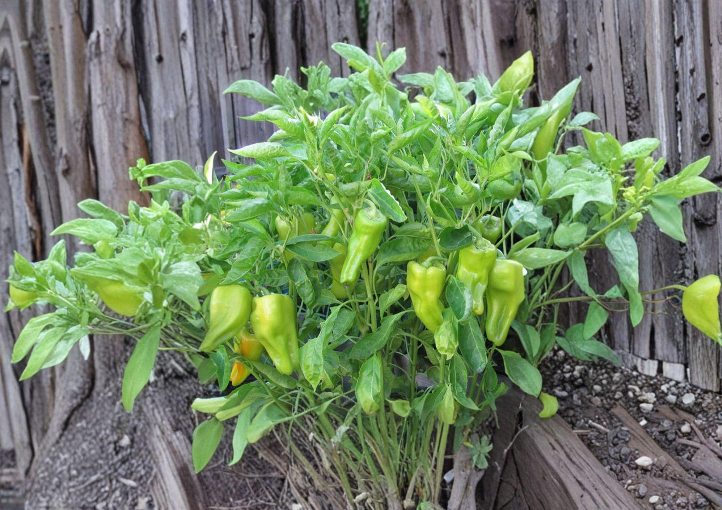 Heirloom Cubanelle Pepper Seeds – Long Light Green Frying Peppers for Garden, Vegetables, Capsicum annuum