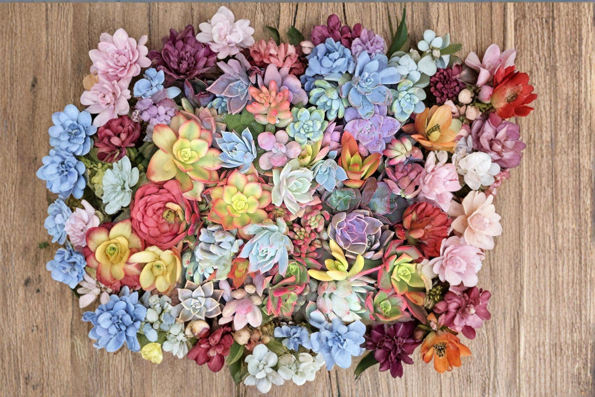Mixed Succulents 25 Cuttings Assorted Rosette Succulent Collection Varies for Container Gardens & Decor
