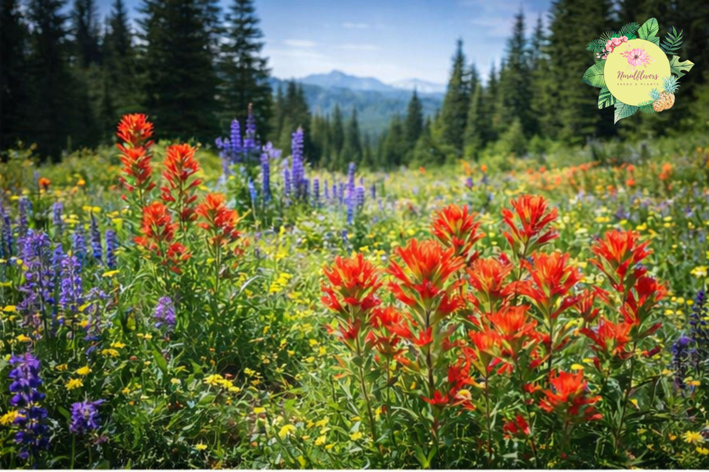 Giant Red Indian Paintbrush Seeds 300 Count - Castilleja miniata Wildflower for Garden, Meadow, Pollinator Attracting