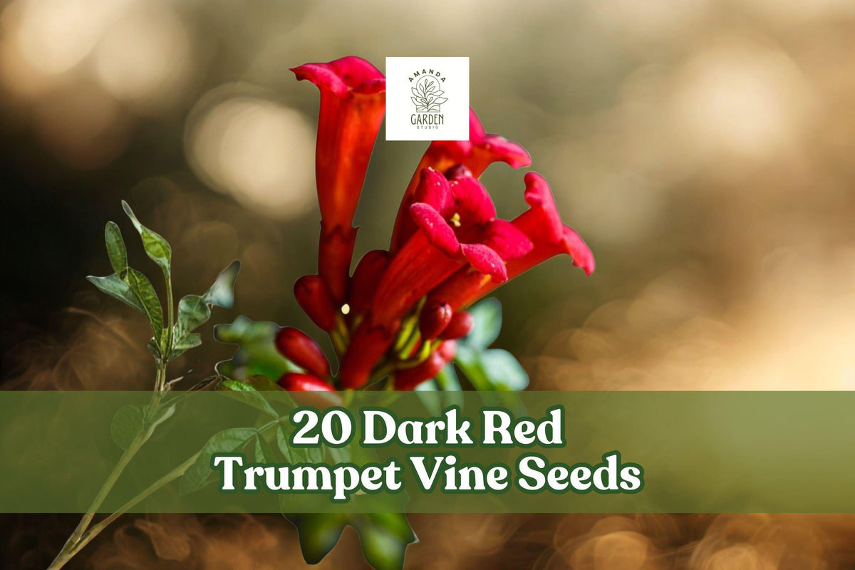 Dark Red Trumpet Vine Seeds – Climbing Flowering Vine for Trellis & Fences – Attracts Hummingbirds – Campsis radicans