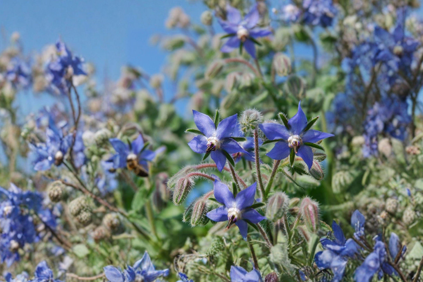 Heirloom Borage Herb Seeds – Edible Blue Star Flowers, Pollinator Friendly, Annual Garden Plant, Borago officinalis